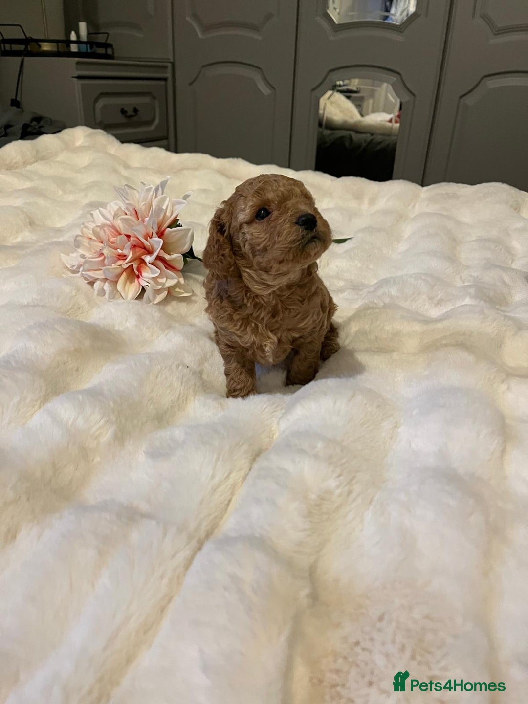 Cavapoo dogs for sale: ✨ Dark Red Cavapoo Puppies ✨** - Image 6