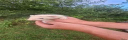Ferret rodents for sale: Silver and Sable Ferrets for Sale Ready Now in Devizes - Advert 10