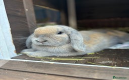 Mini Lop rabbits for sale: Bonnie is looking for a new home💓🎀 - Image 2