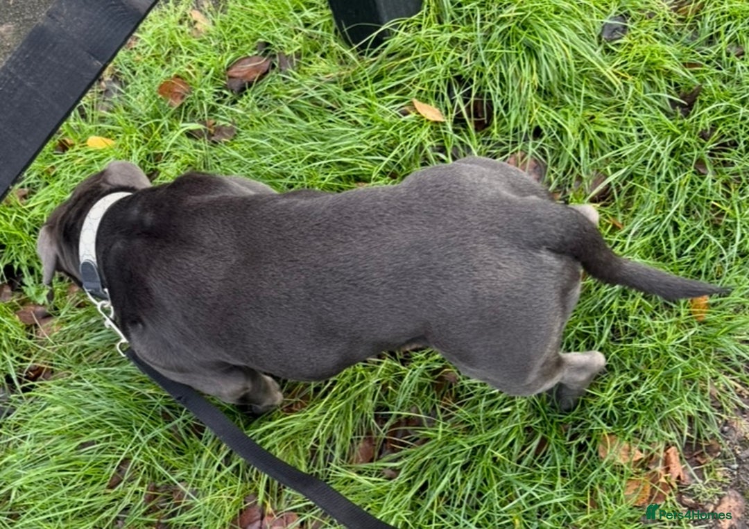 Staffordshire Bull Terrier dogs for sale: KC registered staffordshire bull terrier - Advert 8