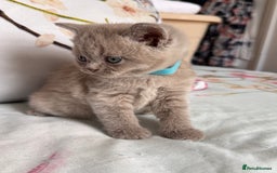 British Shorthair cats for sale: Beautiful British Shorthair Kittens 💝 - Image 4