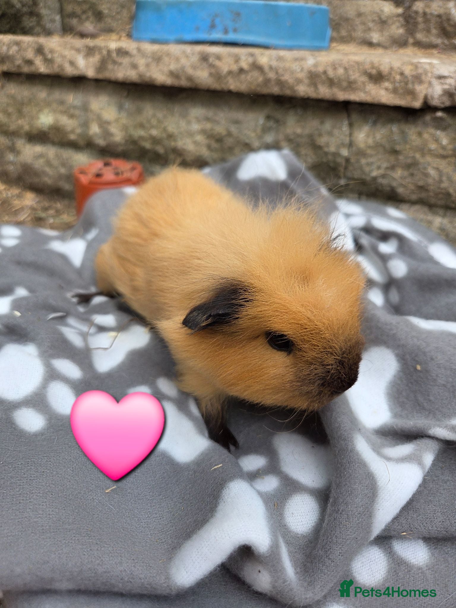 Guinea Pig rodents Young guinea pigs looking for new homes - Advert 16