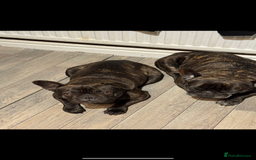French Bulldog dogs for sale: French Bulldog puppies  - Image 2