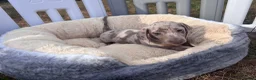 Miniature Dachshund dogs for sale: Miniature dachshund puppies  - Advert 27