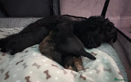 Mixed Breed dogs for sale: Stunning Toy Shihpoo Pom Puppies ready to reserve - Image 18