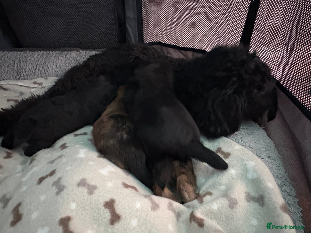 Mixed Breed dogs for sale: Stunning Toy Shihpoo Pom Puppies ready to reserve - Image 18