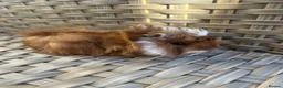 Guinea Pig rodents for sale: Handsome baby long haired male guinea pigs. - Advert 1