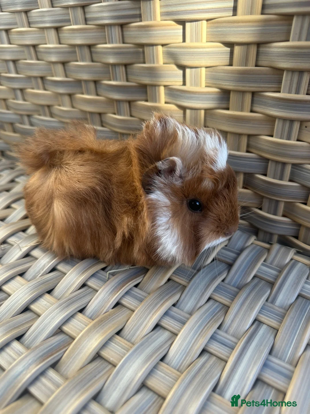Guinea Pig rodents for sale: Handsome baby long haired male guinea pigs. - Advert 1