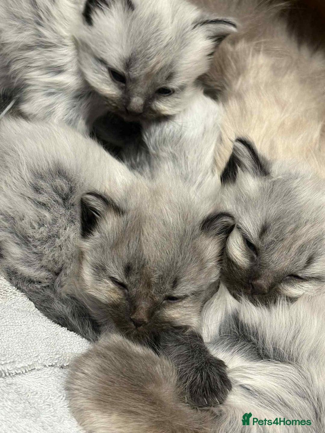 Maine Coon cats for sale: 4 Main Coon cross Ragdoll - Image 13