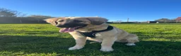 Mixed Breed dogs for sale: Dog for sale in Lee-on-the-Solent - Advert 7