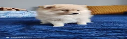Pomeranian dogs for sale: Two Gorgeous Pomeranian Girls for SALE - Advert 9