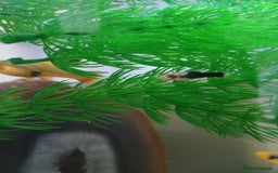 Platies fish for sale: Platie babys - Image 1