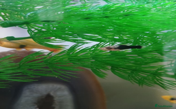 Platies fish - Advert 1