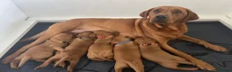Labrador Retriever dogs for sale: KC Registered Fox Red Working Labrador Puppies in Huddersfield - Advert 7