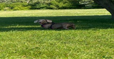 Miniature Dachshund dogs - Advert 10