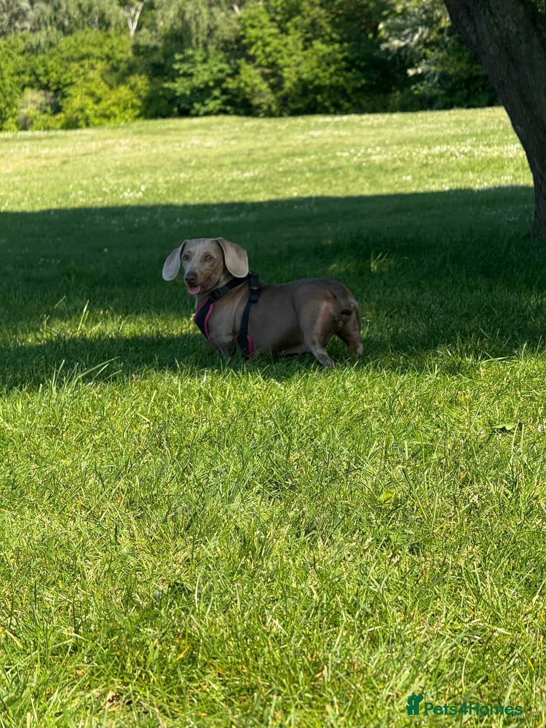 Miniature Dachshund dogs for sale: Beautiful mini dachshund  - Image 2