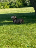 Miniature Dachshund dogs - Advert 10