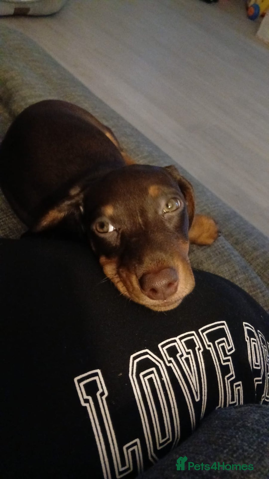 Miniature Dachshund dogs for sale: Miniature dachshund girl - Advert 4