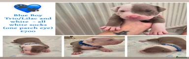 Mixed Breed 2