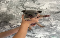 French Bulldog dogs for sale: KC REGISTERED FRENCH BULLDOG PUPPIES - Image 1