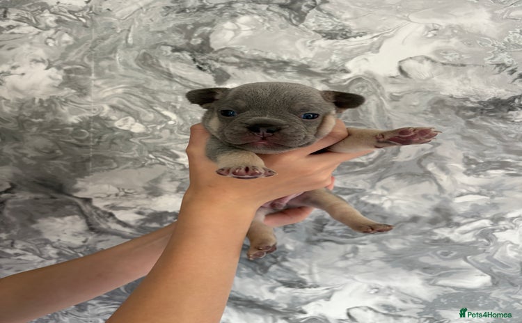 French Bulldog dogs - Advert 3