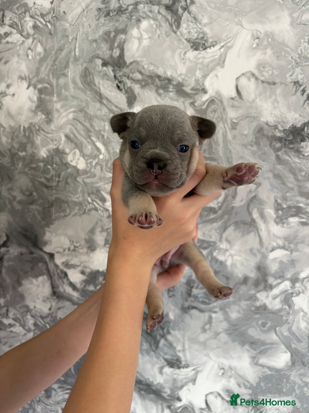 French Bulldog dogs for sale: KC REGISTERED FRENCH BULLDOG PUPPIES - Image 1