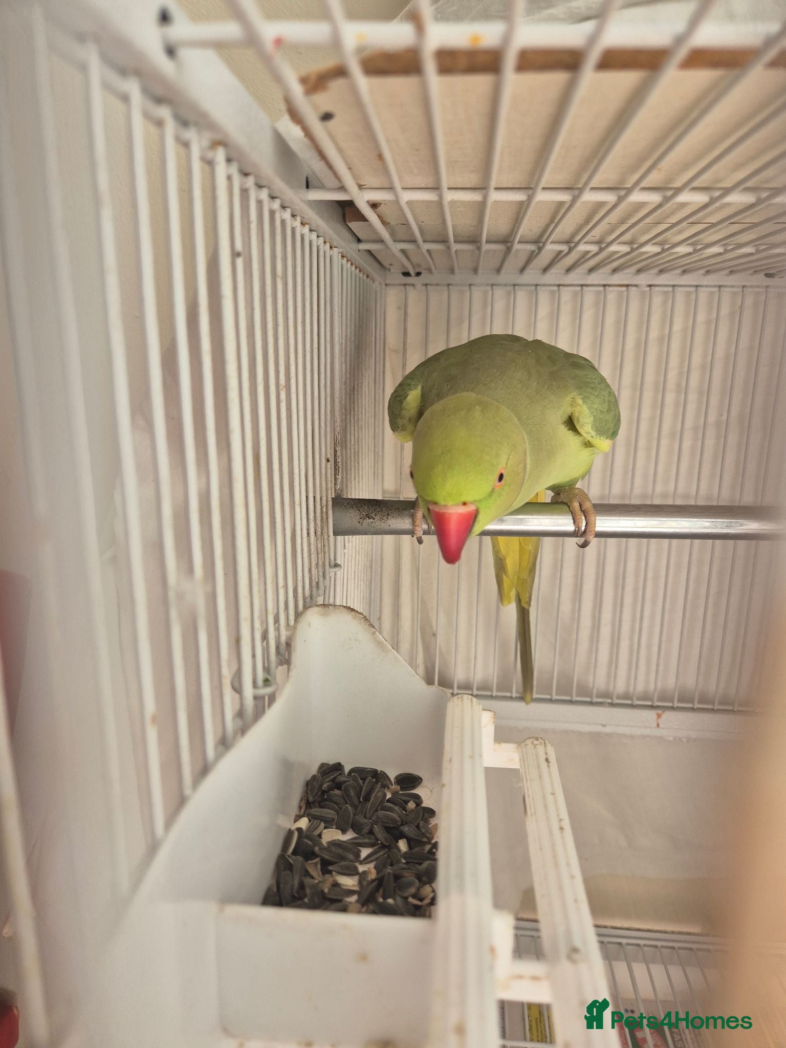 Parrots birds Ringneck parrot  - Advert 1