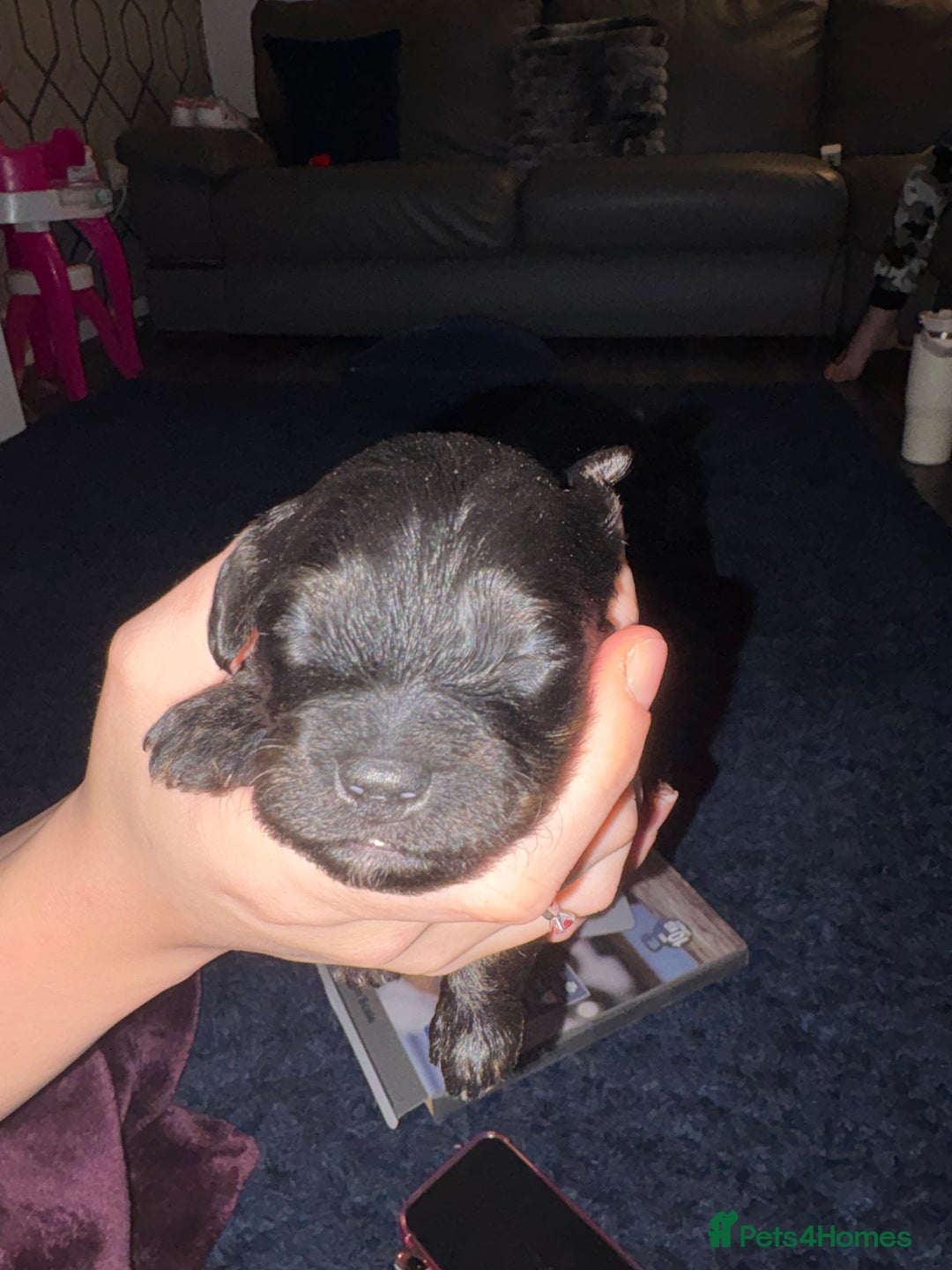 Shihpoo dogs for sale: ✨ Gorgeous Shihpoo Puppies – Ready 31st January ✨ - Advert 10