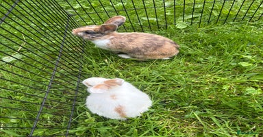 Dwarf Lop rabbits - Advert 5