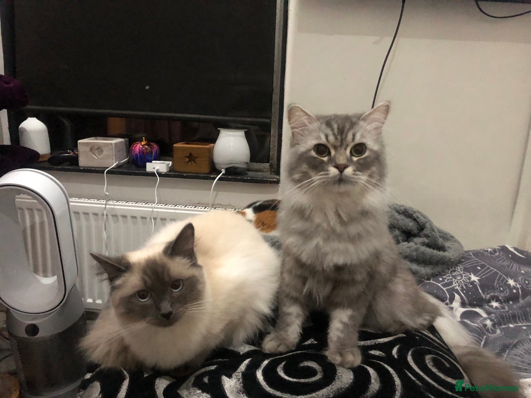 Ragdoll cats for sale: Ragdoll X Chinchilla Persian kittens for sale  - Image 9