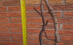 Stick Insects invertebrates for sale: Tirachoidea giant stick insect nymphs and eggs. - Image 9