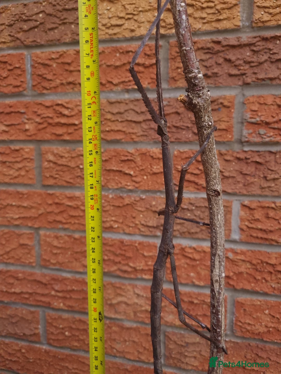 Stick Insects invertebrates for sale: Tirachoidea giant stick insect nymphs and eggs. - Image 9