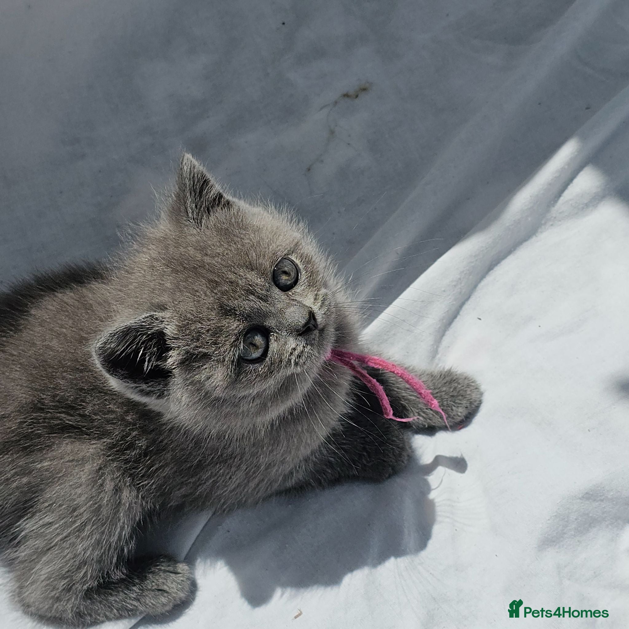 British Shorthair cats Chunky registered boys - Advert 5