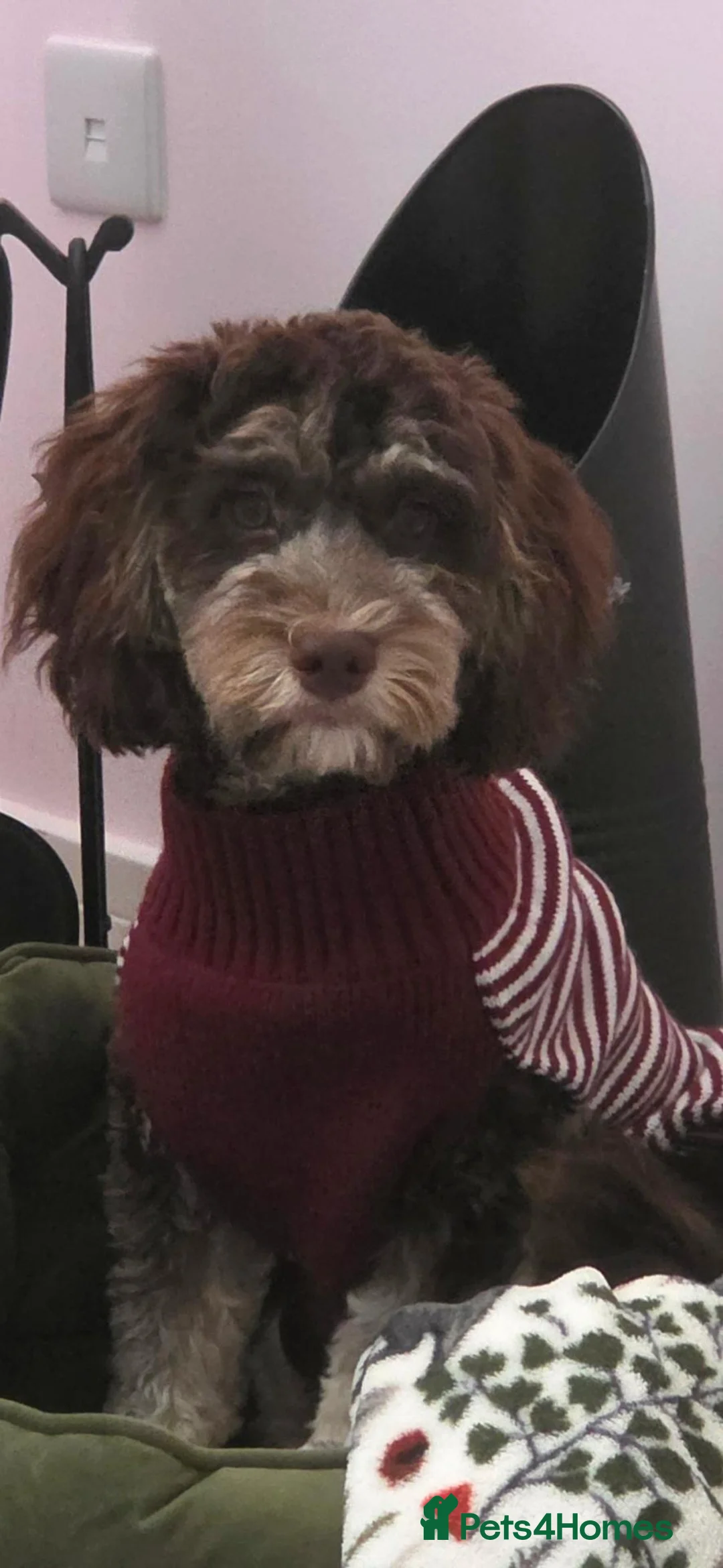 Cockapoo dogs for sale: Female Cockapoo 6 months old. - Advert 2