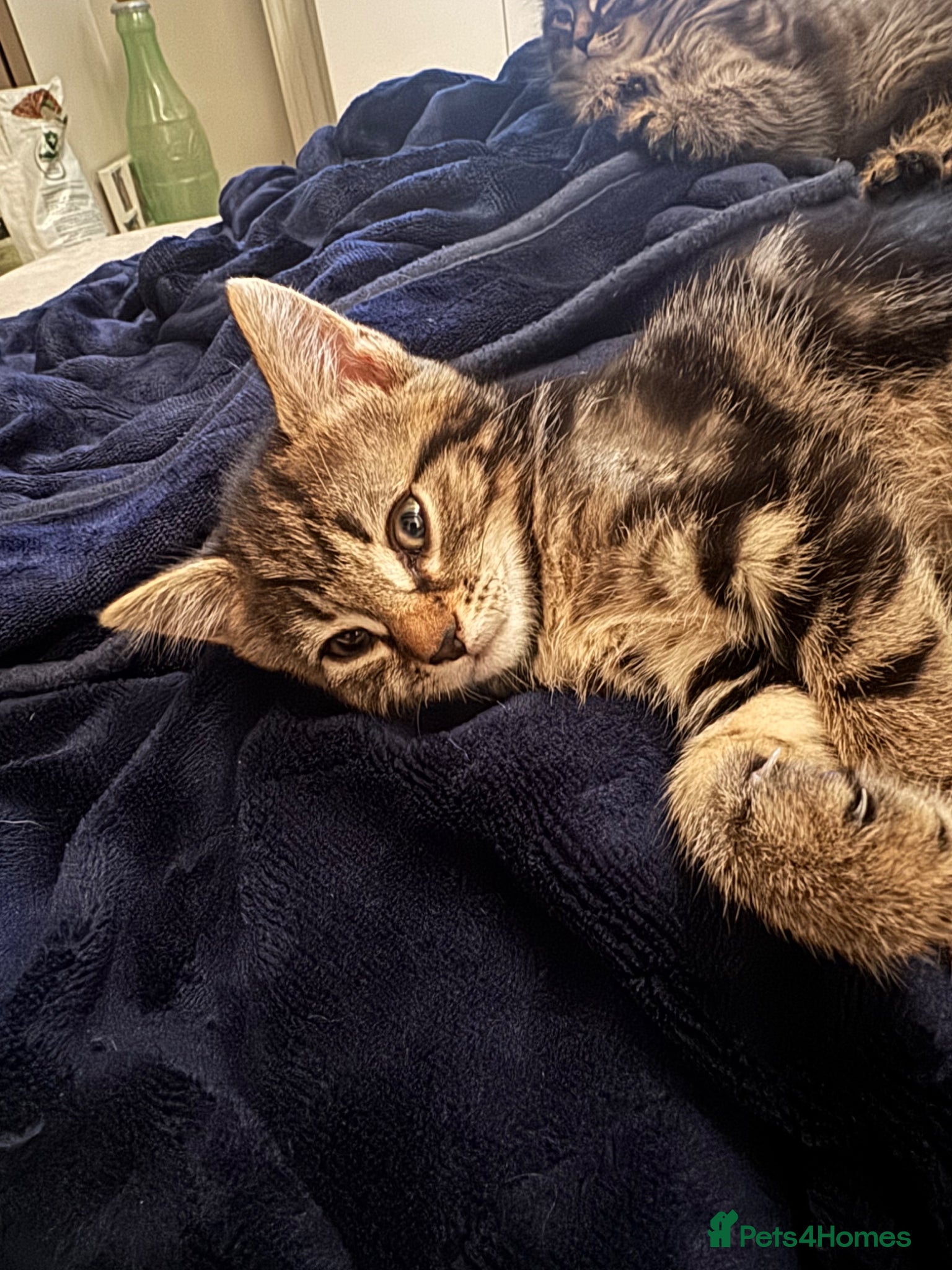 Mixed Breed cats Ready to go beautiful female kitten ❤️ - Advert 1