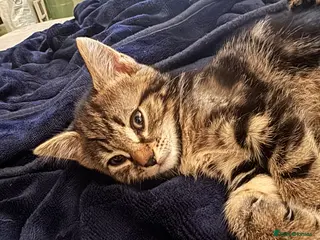 Mixed Breed cats Ready to go beautiful female kitten ❤️ - Advert 1