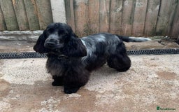 Cocker Spaniel dogs for sale: Blue Roan Show Cocker Spaniels  - Image 8