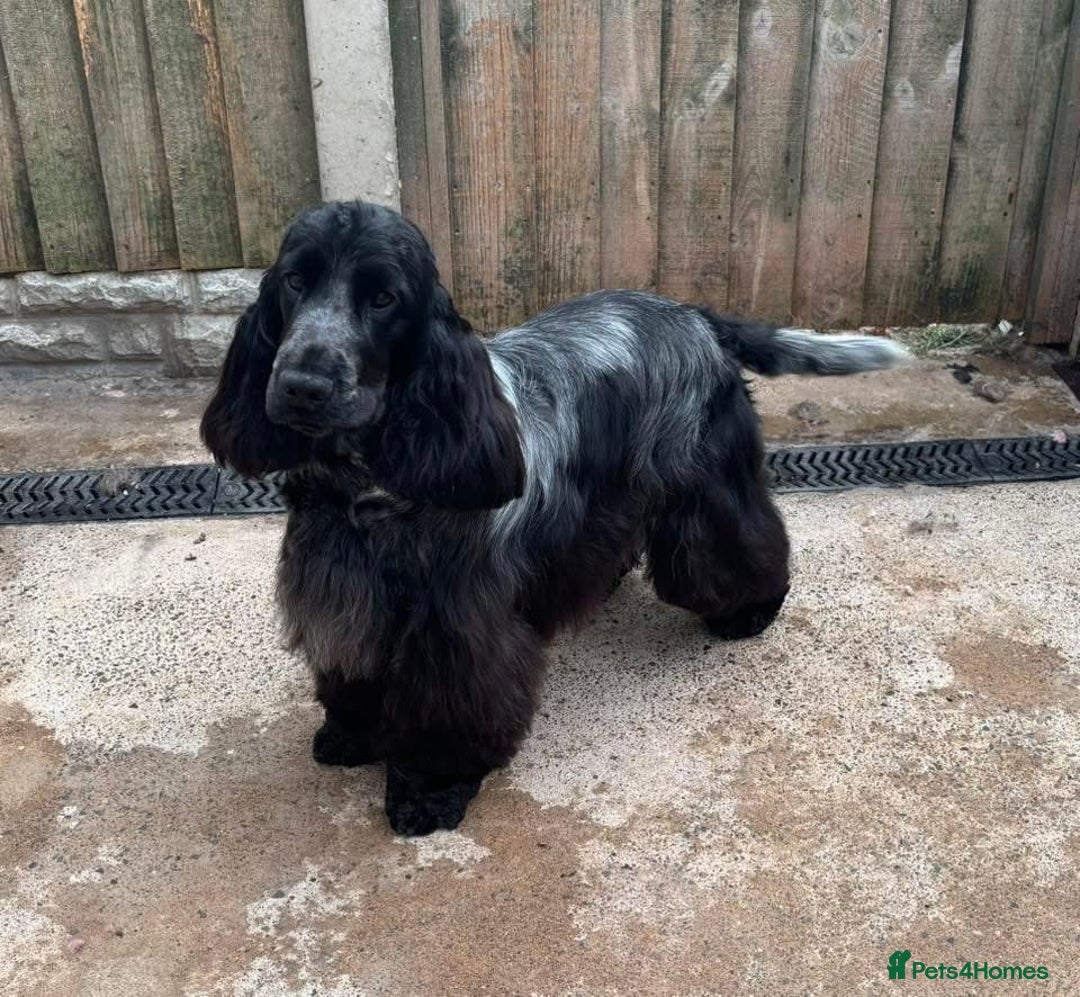 Cocker Spaniel dogs for sale: Blue Roan Show Cocker Spaniels  - Image 8