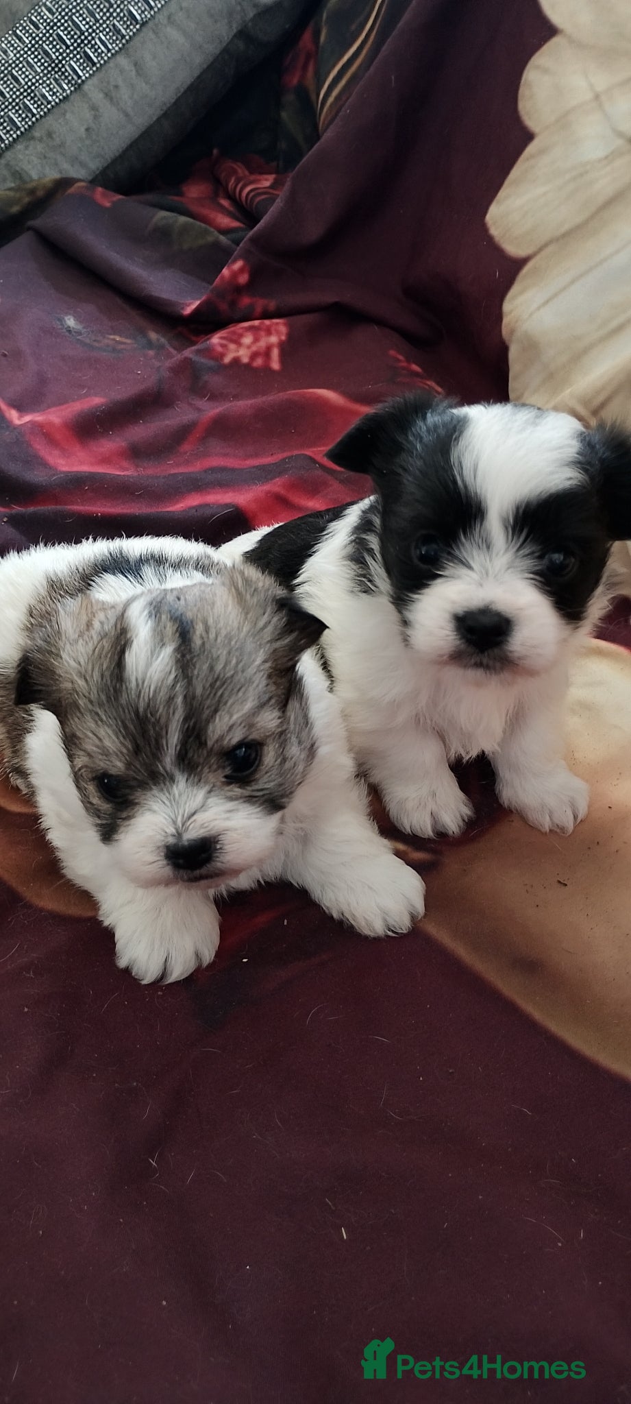 Miniature Poodle dogs Maltese  - Advert 9