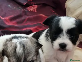 Miniature Poodle dogs Maltese - Advert 9