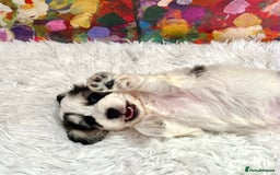 Cockapoo dogs for sale: ⭐️Rare Silver Phantom DNA CLEAR Mini F1 Cockapoos - Image 5