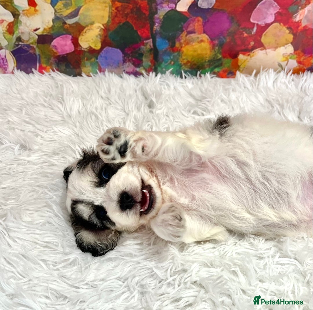 Cockapoo dogs for sale: ⭐️Rare Silver Phantom DNA CLEAR Mini F1 Cockapoos - Image 5
