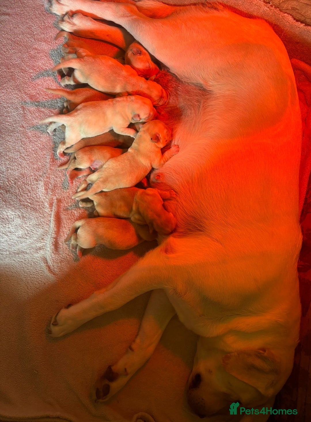 Labrador Retriever dogs for sale: Health tested pedigree labrador puppies - Advert 2