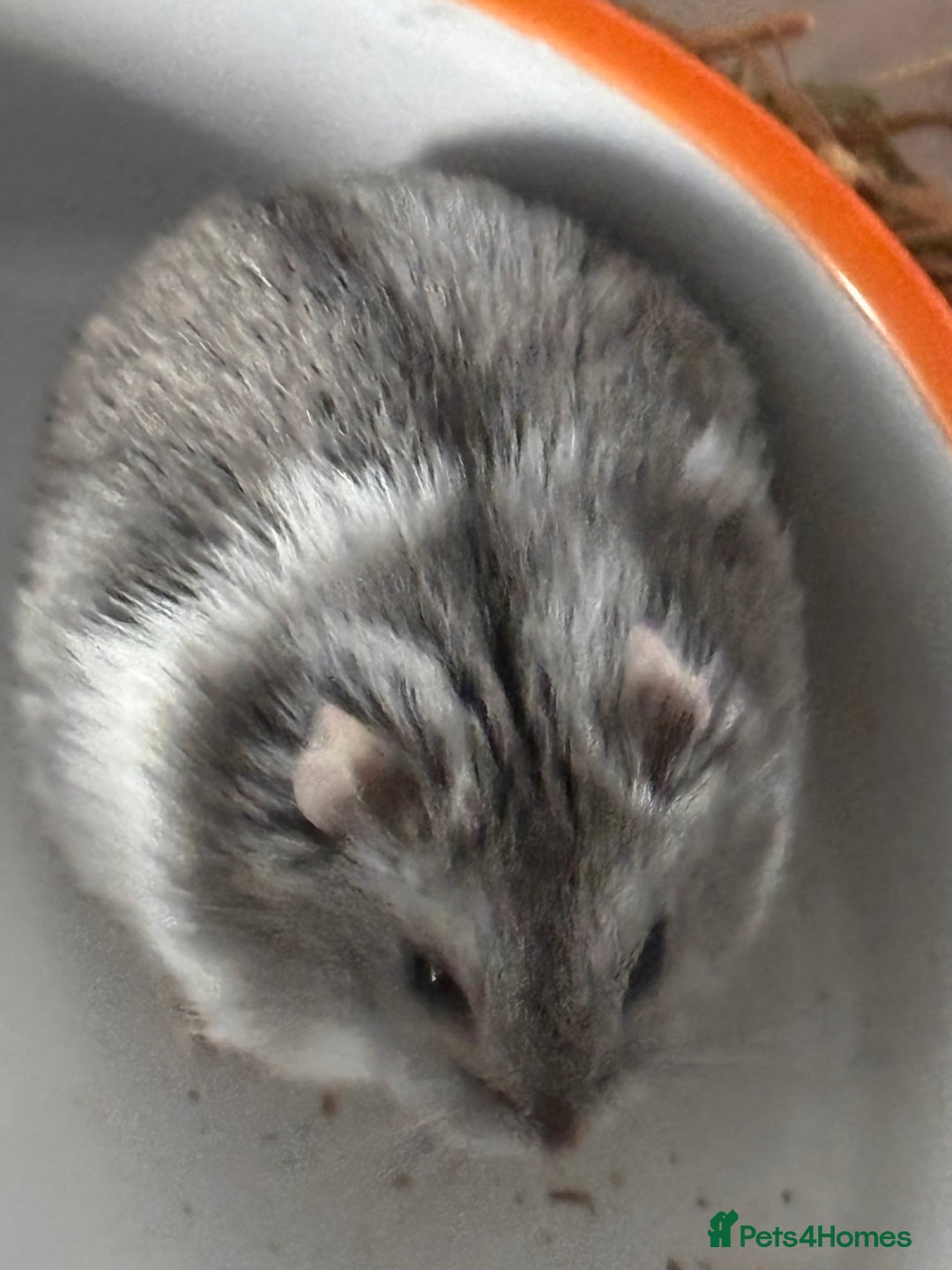 Hamster rodents for sale: Supertamed Russian white dwarf Baby Hamsters - Image 9