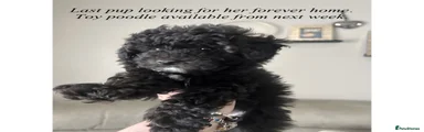 Toy Poodle Puppy 2