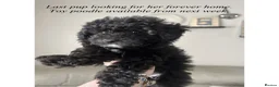 Toy Poodle dogs for sale: Toy Poodles… Available now!! in Blaydon-on-Tyne - Advert 8