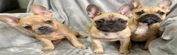 French Bulldog dogs for sale: Last 1! Stunning KC Registered French Bulldog Girl - Advert 3