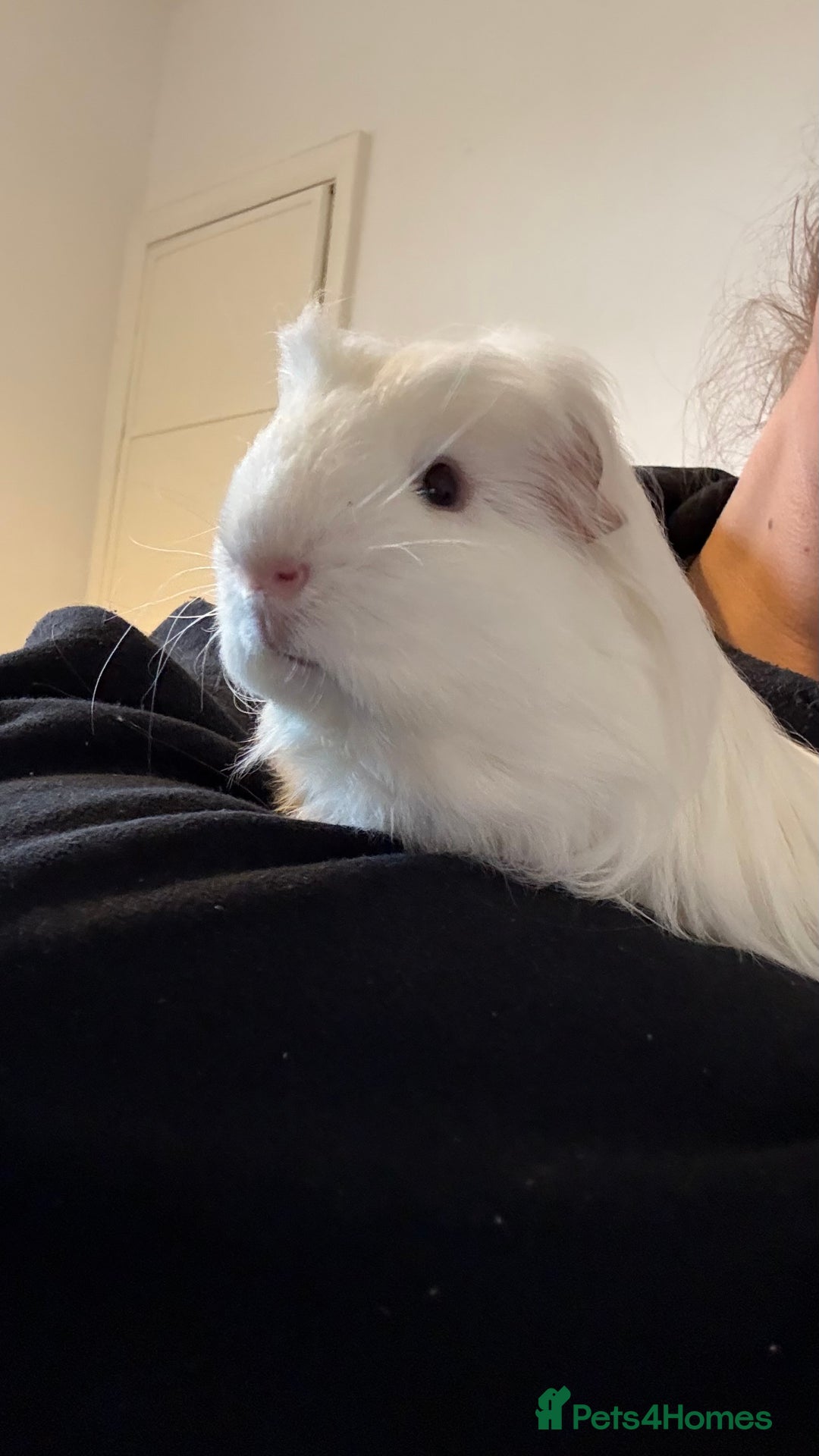 Guinea Pig rodents for sale: 2x Male Guinea Pigs - Advert 7