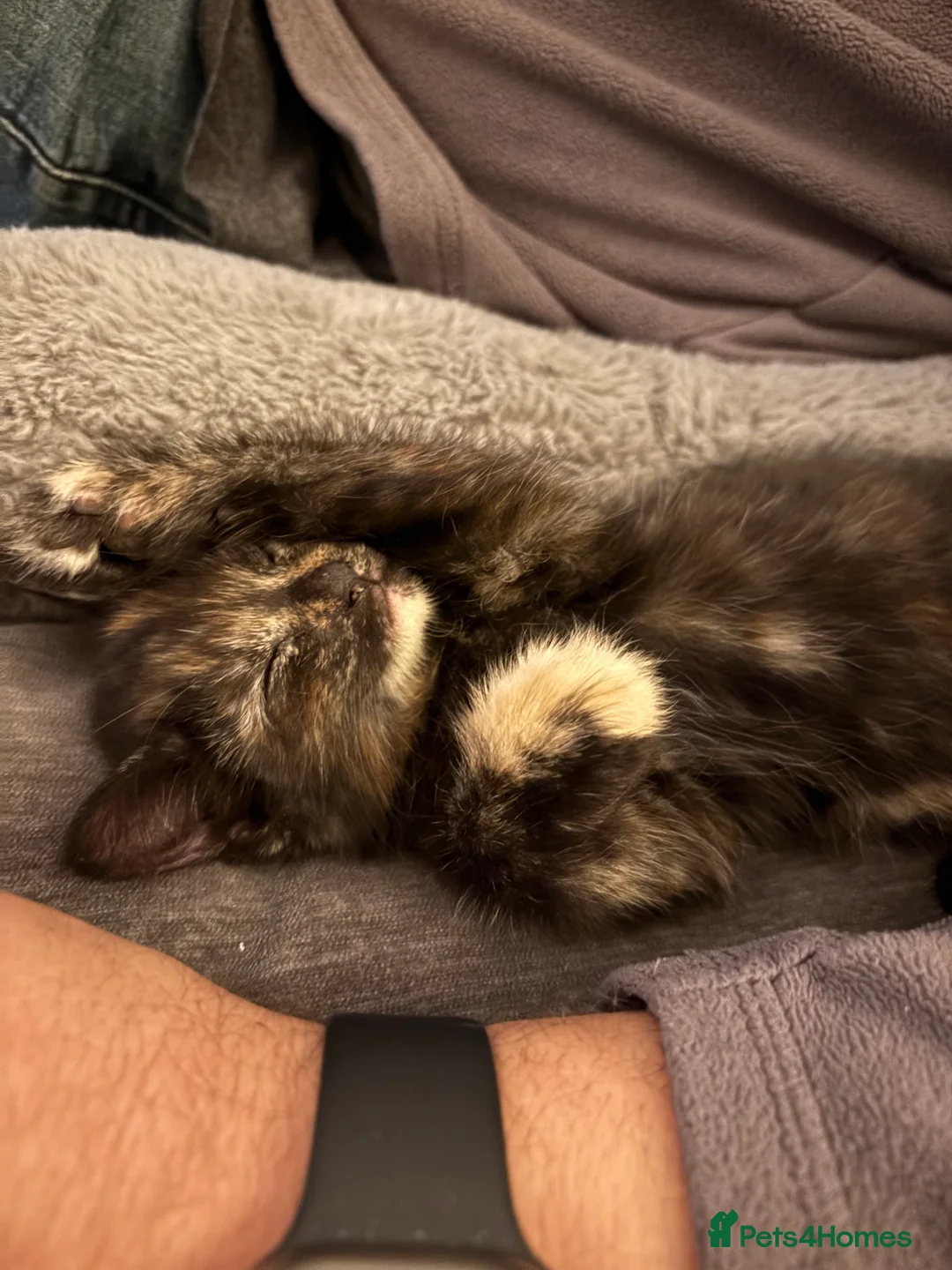 Domestic Shorthair cats for sale: Litter of kittens - Advert 7