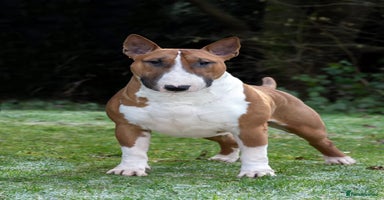 English Bull Terrier dogs - Advert 15